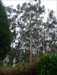 Eukalyptus Bäume
