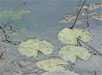 Seerosenblätter im spiegelnden Wasser